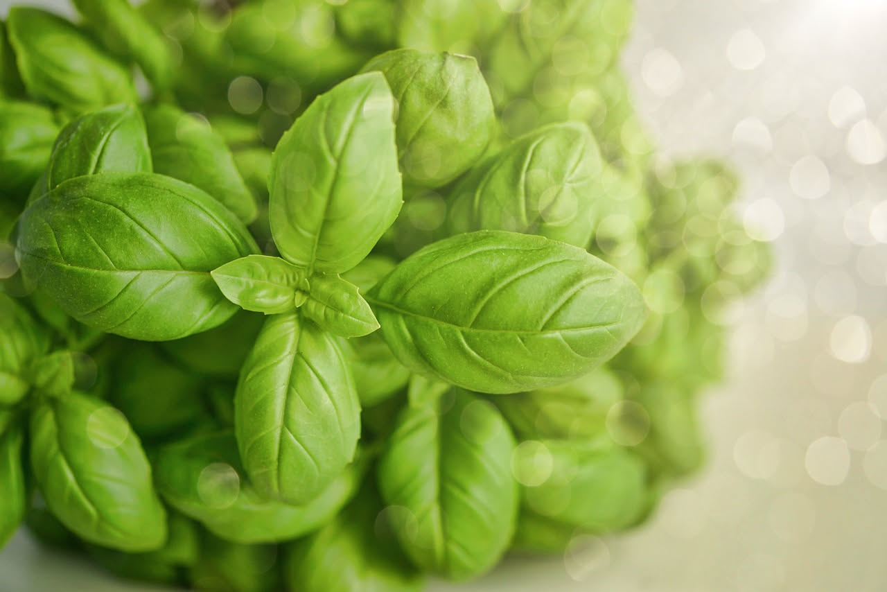 Perché il basilico si annerisce col caldo in cucina: come evitarlo
